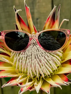 Volcom Butter Sunglasses Wmn